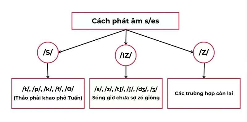 Cách Phát Âm S/ES Chuẩn Trong Tiếng Anh