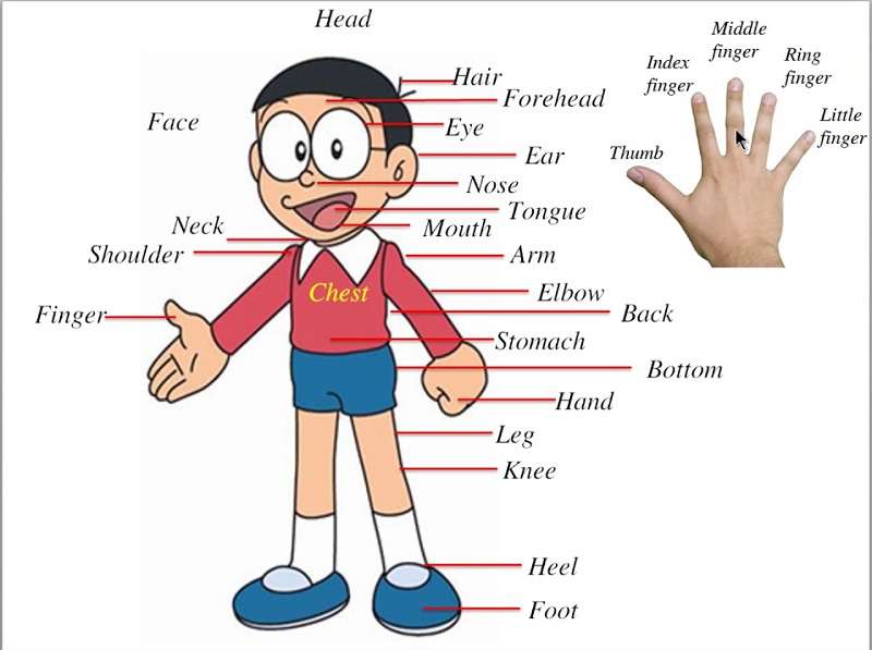 Tổng hợp các từ vựng tiếng Anh về cơ thể người