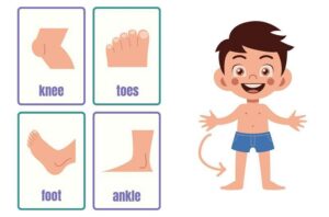 Từ Vựng Tiếng Anh Về Cơ Thể Người